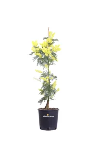 Mimosa - Acacia Dealbata v18 egarden.store online