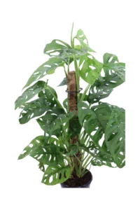 Monstera Monkey Leaf Bastone