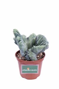 Myrtillocactus Geometrizans Crestatus v10 egarden.store online