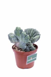 Myrtillocactus Geometrizans Crestatus v10 egarden.store online