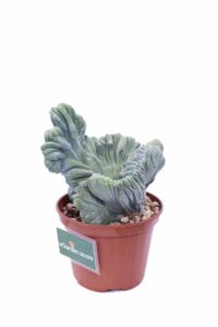 Myrtillocactus Geometrizans Crestatus v10 egarden.store online