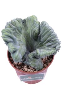 Myrtillocactus Geometrizans Crestatus v10 egarden.store online