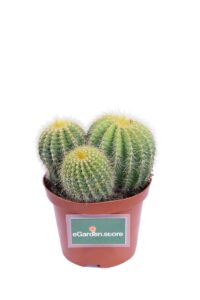 Notocactus Magnifico v10 egarden.store online