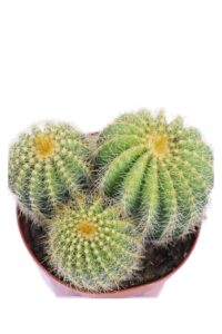 Notocactus Magnifico v10 egarden.store onlione