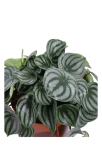 Peperomia Argyreia v15 egarden.store online