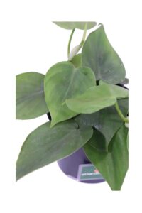 Philodendron Scandens v12 egarden.store online