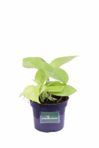 Pothos Golden v12 egarden.store online