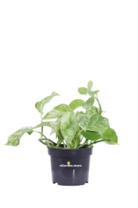Pothos - Scindapsus Marble Queen v12 egarden.store online