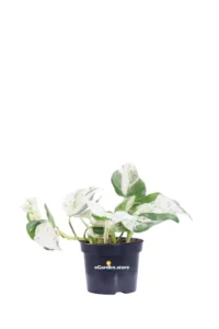 Pothos - Scindapsus Pinnatum Happy Leaf v12 egarden.store online