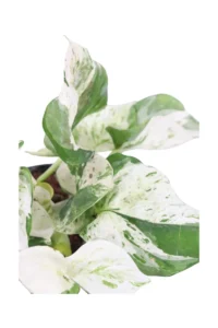 Pothos - Scindapsus Pinnatum Happy Leaf v12 egarden.store online