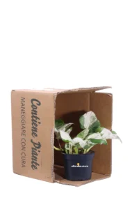 Pothos - Scindapsus Pinnatum Happy Leaf v12 egarden.store online