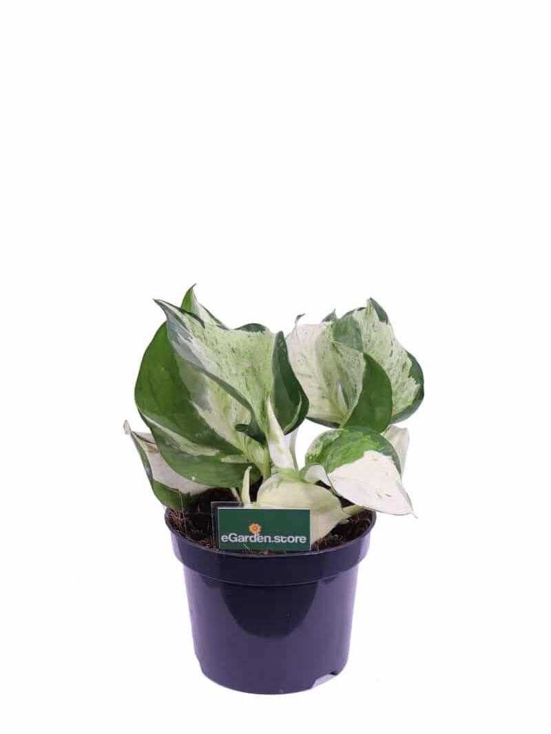 Pothos happy leaf v12 egarden.store online