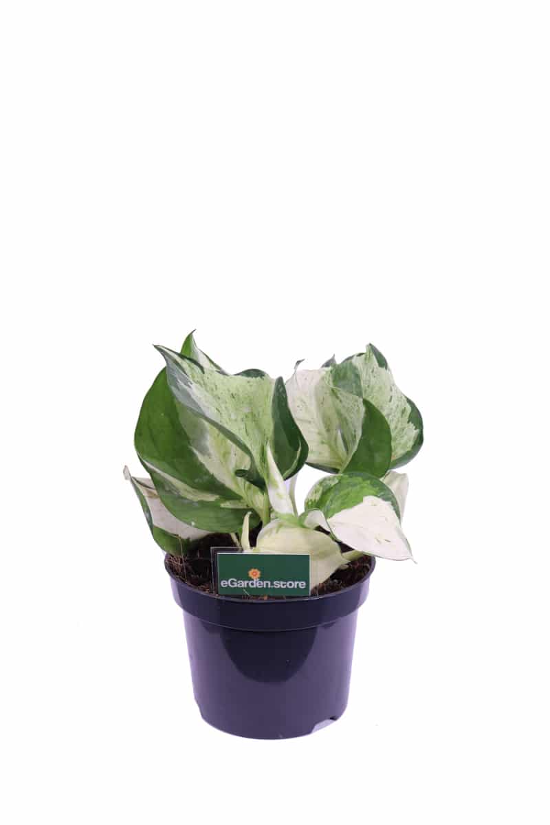 Pothos happy leaf v12 egarden.store online