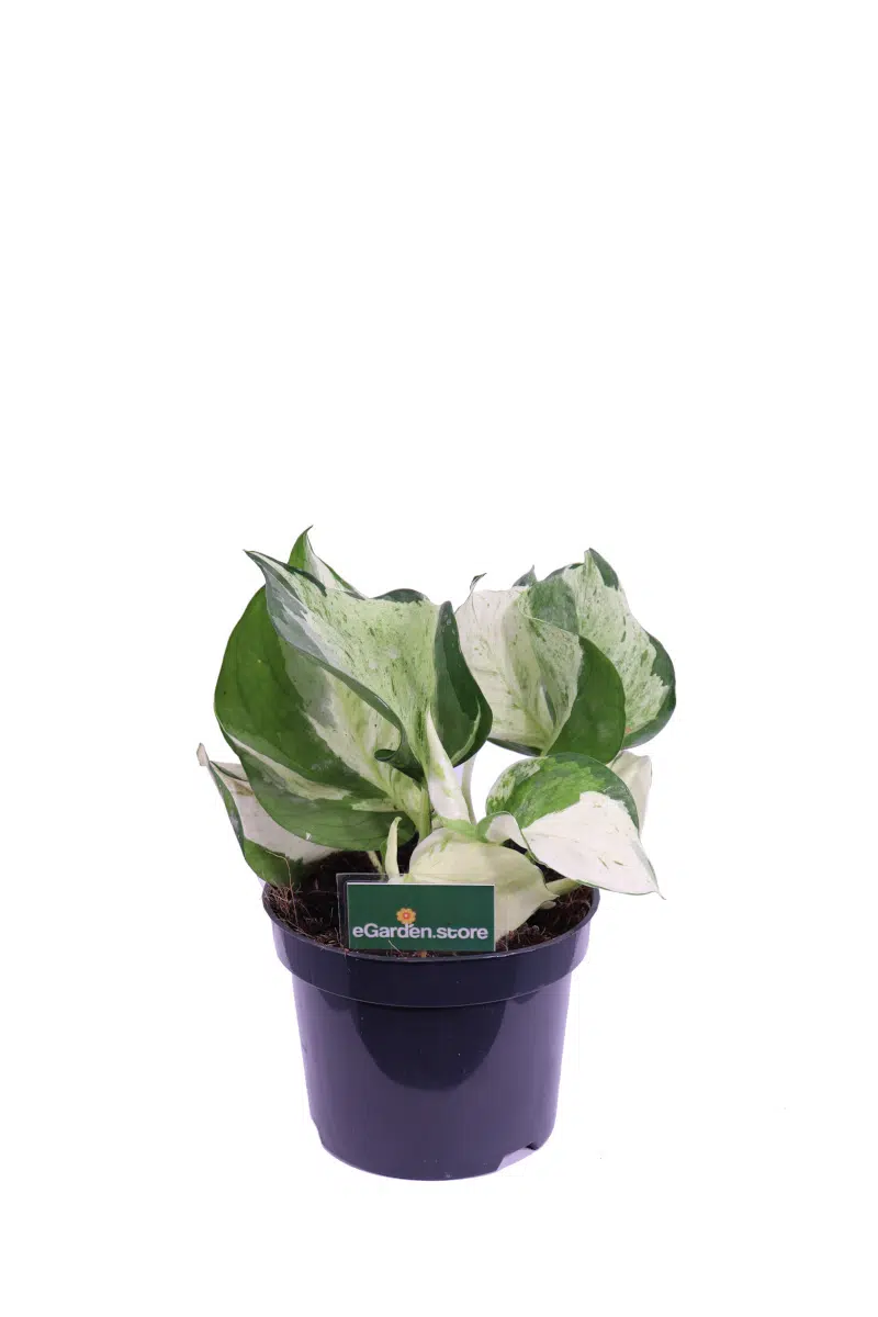 Pothos -Scindapsus Pinnatum Happy Leaf - Vivaio Online eGarden