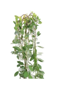 Salix Caprea Kilmarnock v20 egarden.store online