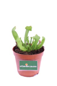 Sarracenia Barba v9 egarden.store 1 Sarracenia Barba v9 egarden.store online