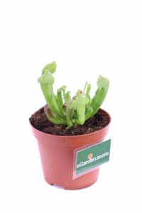 Sarracenia Barba v9 egarden.store 2 Sarracenia Barba v9 egarden.store online