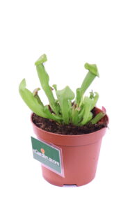 Sarracenia Barba v9 egarden.store 3 Sarracenia Barba v9 egarden.store online