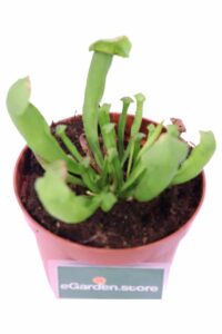 Sarracenia Barba v9 egarden.store 4 Sarracenia Barba v9 egarden.store online