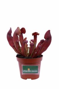 Sarracenia Purpurea Stolonifera v9 egarden.store 1 Sarracenia Purpurea Stolonifera v9 egarden.store online