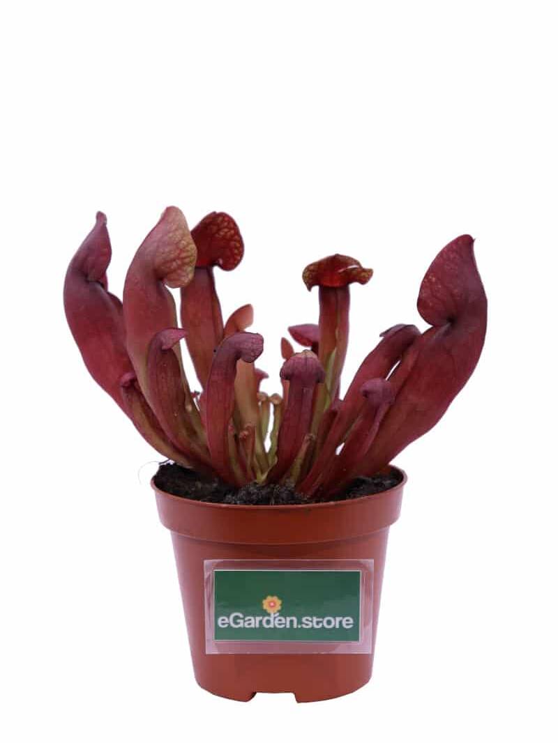Sarracenia Purpurea Stolonifera v9 egarden.store online