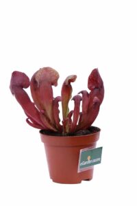 Sarracenia Purpurea Stolonifera v9 egarden.store 2 Sarracenia Purpurea Stolonifera v9 egarden.store online