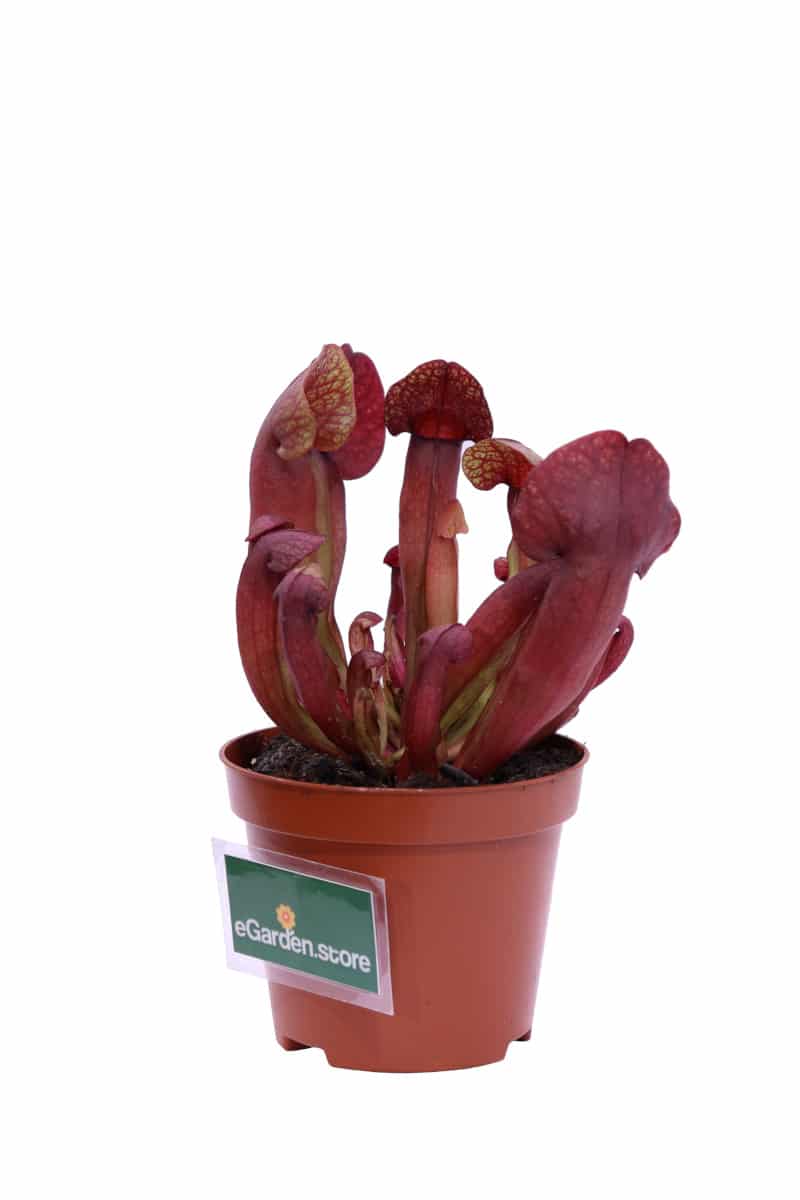 Sarracenia Purpurea Stolonifera v9 egarden.store online