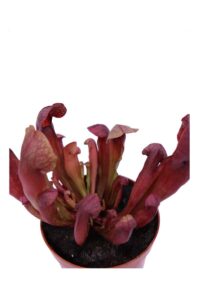 Sarracenia Purpurea Stolonifera v9 egarden.store 4 Sarracenia Purpurea Stolonifera v9 egarden.store online
