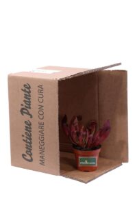 Sarracenia Purpurea Stolonifera v9 egarden.store 5 Sarracenia Purpurea Stolonifera v9 egarden.store online