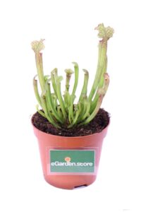 Sarracenia X Farnhamii v9 egraden.store 1 Sarracenia X Farnhamii v9 egraden.store online