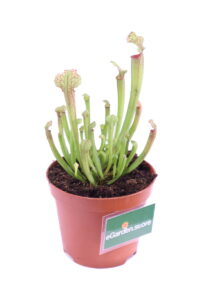 Sarracenia X Farnhamii v9 egraden.store 2 Sarracenia X Farnhamii v9 egraden.store online
