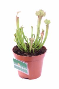 Sarracenia X Farnhamii v9 egraden.store 3 Sarracenia X Farnhamii v9 egraden.store online