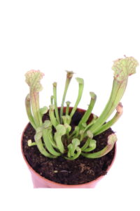 Sarracenia X Farnhamii v9 egraden.store 4 Sarracenia X Farnhamii v9 egraden.store online