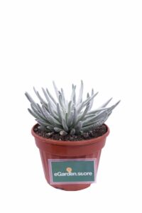 Senecio Scaposus v13 egarden.store 1 Senecio Scaposus v13 egarden.store online