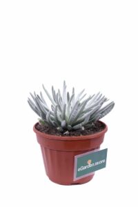 Senecio Scaposus v13 egarden.store 2 Senecio Scaposus v13 egarden.store online