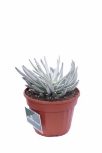 Senecio Scaposus v13 egarden.store 3 Senecio Scaposus v13 egarden.store online