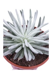 Senecio Scaposus v13 egarden.store 4 Senecio Scaposus