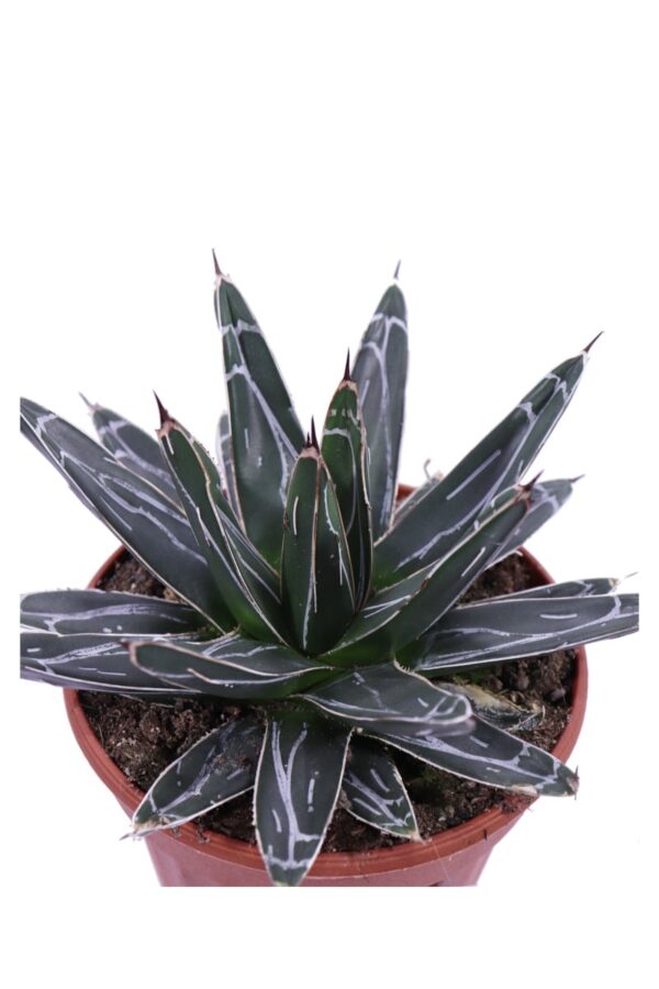 Agave Victoriae-reginae O Agave Reina Victoria - Foto 5