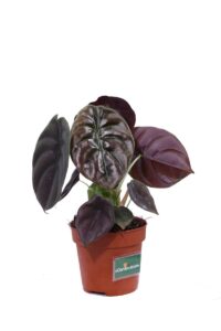 Alocasia Cuprea Red Secret v12 egarden.store online