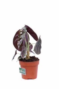 Alocasia Cuprea Red Secret v12 egarden.store online