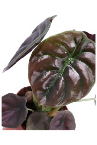 Alocasia Cuprea Red Secret v12 egarden.store online