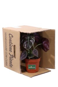 Alocasia Cuprea Red Secret v12 egarden.store online