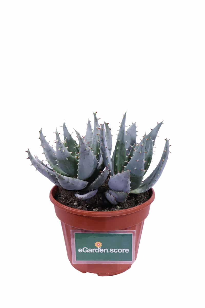 Aloe Glauca v13 egarden.store online