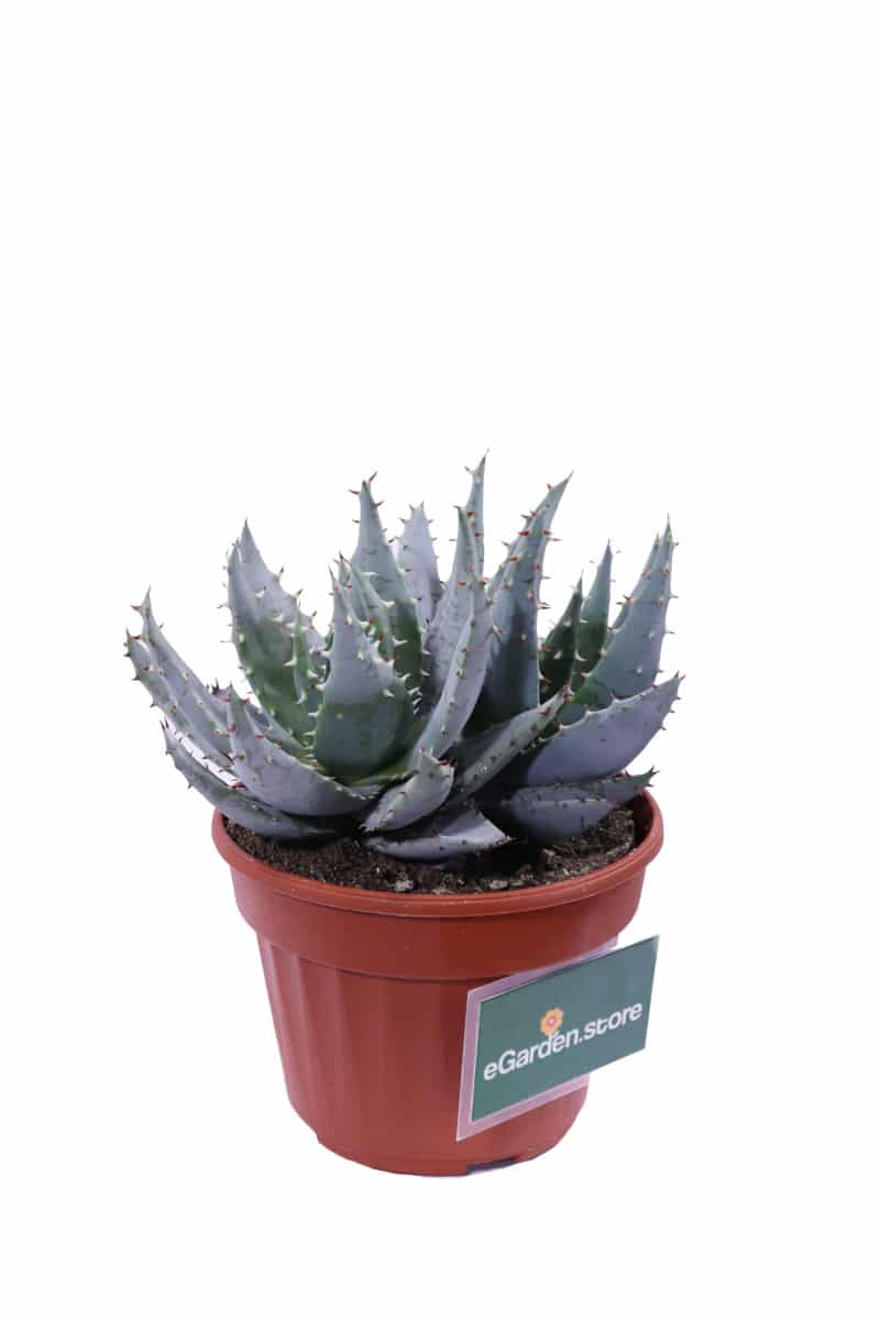 Aloe Glauca v13 egarden.store online