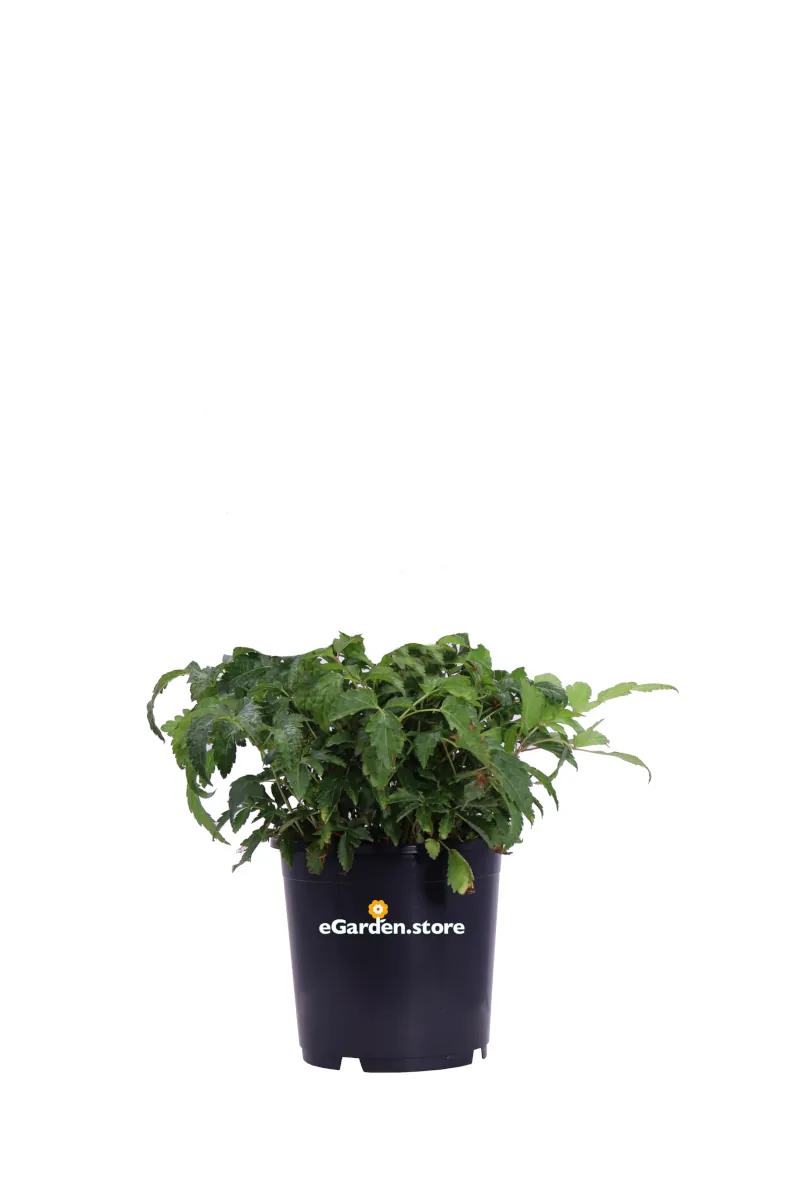 Astilbe v.15 egarden.store online