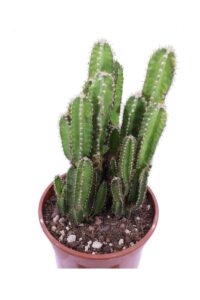 Cereus Florida v17 egarden.store online