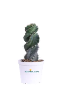 Cereus Forbesi Spiralis v14 egarden.store online