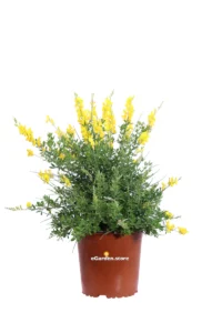 Citiso - Cytisus Racemosus v17 egarden.store 1 Citiso - Cytisus Racemosus v17 egarden.store online