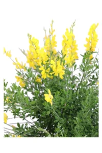 Citiso - Cytisus Racemosus v17 egarden.store 2 Citiso - Cytisus Racemosus v17 egarden.store online