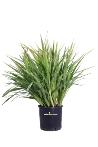 Dianella Tasmanica v24 egarden.store 1 Dianella Tasmanica v24 egarden.store online